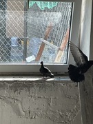 Gołębie wiedeńskie 