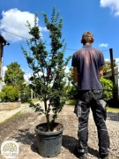 Acer palmatum Shishigashira, Klon palmowy, rozmiary:100-120, 300-350cm