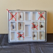 Owady/pajęczaki/robaki - 6 okazów (1)