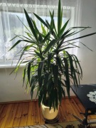 Duża Juka Yucca 180 cm, 3 pędy, z donicą - okazja odbiór osobisty
