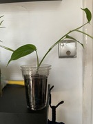 Filodendron Dragon Tail/Rhaphidophora decursiva