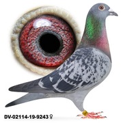 Samica Oryg. Team Schlief Stiens Leo Heremans x Dirk Van Dyck