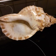 Muszla Trytona oryginał 