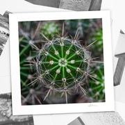 Autorska fotografia "Kaktus IV" - wydruk. 