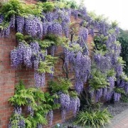 Wisteria Floribunda Glicynia chińska FIOLET