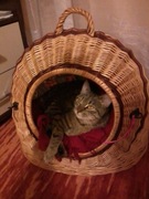 Komplet wyposażenia dla kota