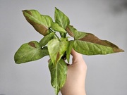 Syngonium Red Spot Tricolor RST w gruzie hydroponice