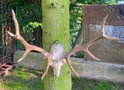 Poroże z czaszką jelenia