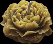 Świeca z naturalnego wosku pszczelego- piwonia, róża ok.70g