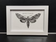 Obraz, rysunek, ćma Sphinx Pinastri