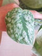 Scindapsus Silver Splash cięty szczyt 