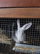 Samiec rasy Termondzki biały, rodowód 428P