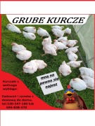 Kurczaki z wolnego wybiegu