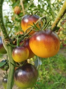 CHOCOLATE MARMELADE Pomidor Kolekcjonerski