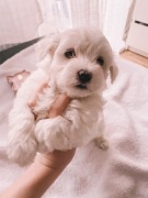 Maltańczyk, maltańczyki