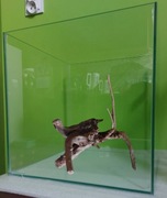 Zestaw akwarium 25x25x25 razbora espei raczek cambarelus ślimak rośliny