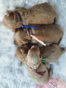 ... Cavapoo f1b 