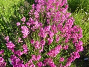 Firletka smółka sadzonka