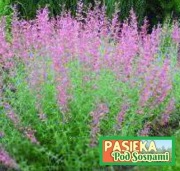 Hyzop lekarski RÓŻOWY – roślina miododajna (5szt)