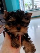 Yorkshire terrier pies 