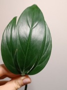 Philodendron tripartitum sadzonka cięta