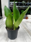 Sansewieria moonshine