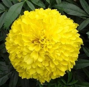 Aksamitka wielkokwiatowa niska - MONA 