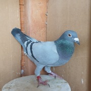 Wnuk Rudy X Wnuczka Monara Srebny medal w kat.M