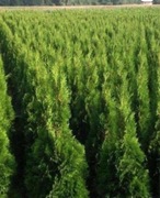 TUJE SZMARAGD  80-100 cm -  SZKÓŁKA ROŚLIN 