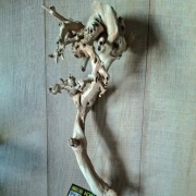 Exo Terra Gałąź leśna, średnia 