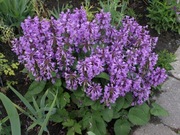 Czyściec wielkokwiatowy Stachys Grandiflora 10 nasion