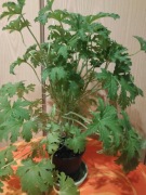 Bardzo ładne geranium, cytrynka, pelargonia pachnąca 40cm