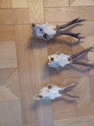 Myślistwo. Trofeum kozła