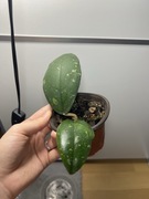 Hoja Hoya Vitelina IML1348