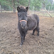 Kucyk klaczka do adopcji