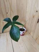 Philodendron Floryda ghost 
