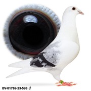 Młode 2025 Para 5 Org A&W Drapa Inbred na Porsche 911 gołębie pocztowe