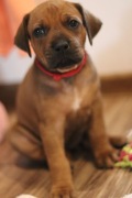 Rhodesian Ridgeback piękne szczenięta wystawowe FCI.