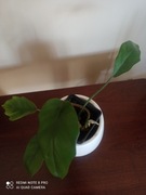 Philodendron mayoi' sadzonka