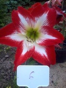 Zwartnica, Amarylis nr 6 obwód 22+cm