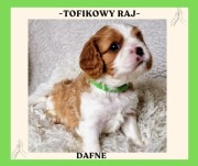CAVALIER KING CHARLES SPANIEL szczenieta