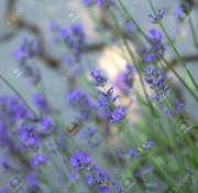 Wygładzająca maska lawendowa do stóp, 75ml, Avon