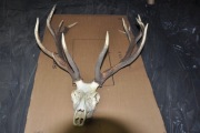 Poroże jelenia z czaszką szesnastak