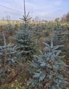 Sprzedam świerki na żywopłot do ogrodu  – świerk pospolity i srebrny