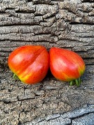 Striped Strawberry F5/Pomidor Kolekcjonerski 37