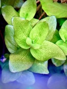 Bacopa Caroliana, sadzonka ok. 10 cm, hodowla podwodna
