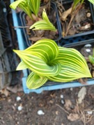 Konwalia majowa "Striata" doniczka P9