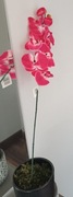 sztuczny storczyk 