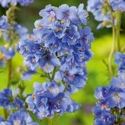 Wielosił błękitny bylina wieloletnia sadzonka 