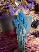 lagurus dmuszek jajowaty trawa suszona duży niebieski 